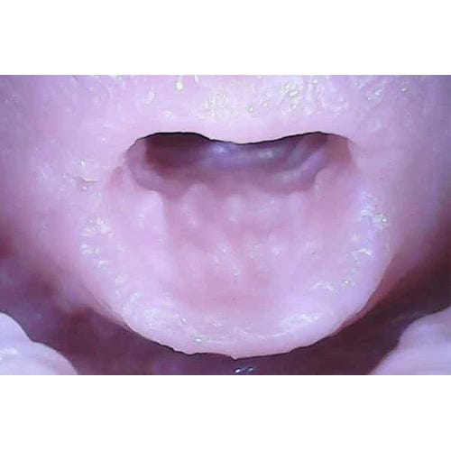 Tomax - Dolphin! Regular Hard Masturbator Onahole (Beige) - Masturbator Vagina (Non Vibration) Durio.sg