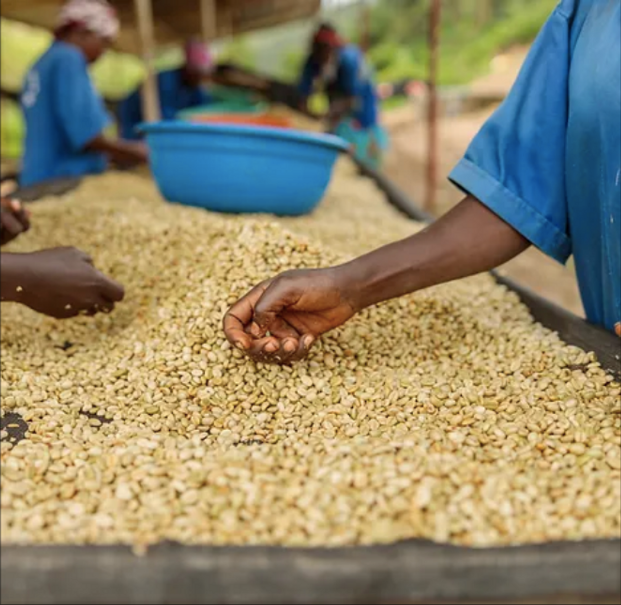 ZUSH Coffee - Specialty Coffee Beans , 100% Arabica, Batch Roasted. BRAZIL RIO BRILHANTE