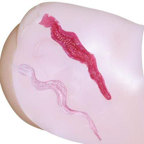 NPG - Nipporhban Shinsei Gokujyou Namagoshi Dual Layer Extreme Pleasure Hips Masturbator 5.4kg (Beige) -  Masturbator Vagina (Non Vibration)  Durio.sg