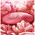 Zalo - Versailles Jeanne Rechargeable Clit Massager (Rouge Pink) -  Clit Massager (Vibration) Rechargeable  Durio.sg