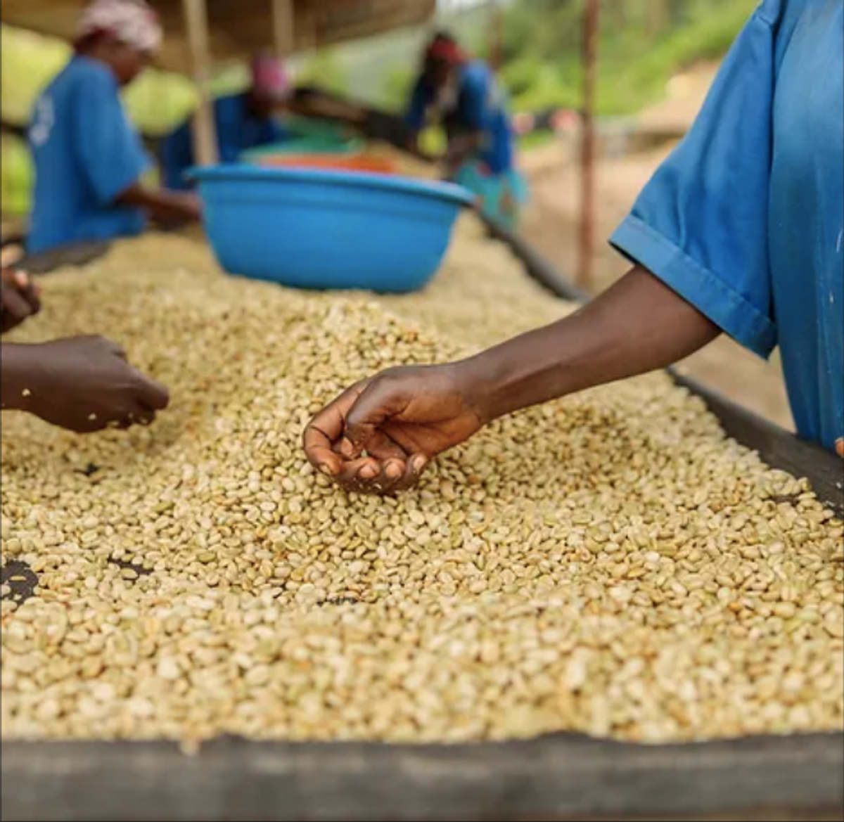 ZUSH Coffee - Specialty Coffee Beans , 100% Arabica, Batch Roasted. BRAZIL RIO BRILHANTE