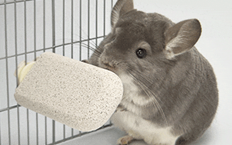 Sanko Shokai - J31 Nail Sharpening Stone Step for Small Animals (White) -  Pet Accessories  Durio.sg